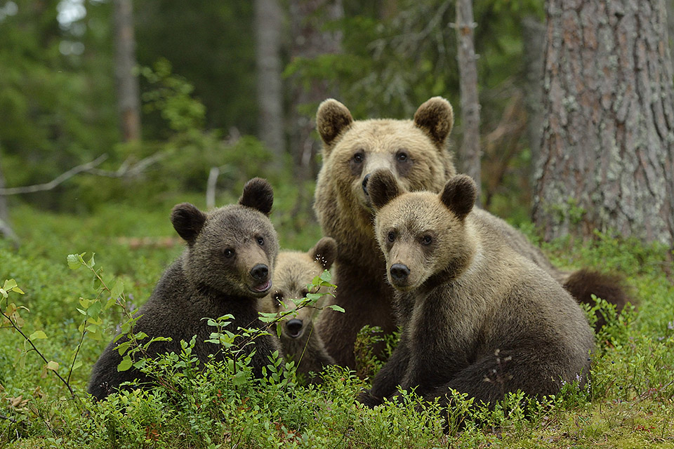 Bear family